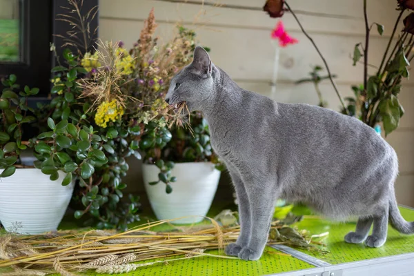 俄罗斯蓝猫出去散步 对花朵和野生植物感兴趣 村里的新鲜空气 短头发的猫 — 图库照片