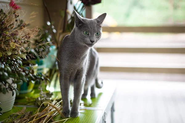 俄罗斯蓝猫出去散步 对花朵和野生植物感兴趣 村里的新鲜空气 短头发的猫 — 图库照片