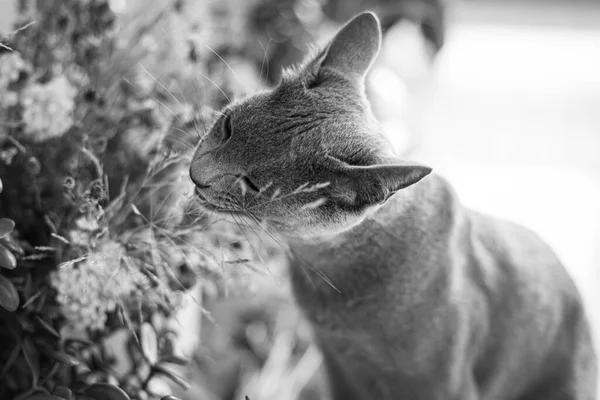 Rus Mavi Kedi Yavrusu Yürüyüşe Çıktı Çiçeklerle Yabani Bitkilerle Ilgileniyor — Stok fotoğraf