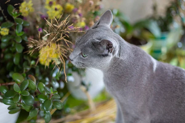 俄罗斯蓝猫出去散步 对花朵和野生植物感兴趣 村里的新鲜空气 短头发的猫 — 图库照片