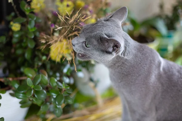 俄罗斯蓝猫出去散步 对花朵和野生植物感兴趣 村里的新鲜空气 短头发的猫 — 图库照片