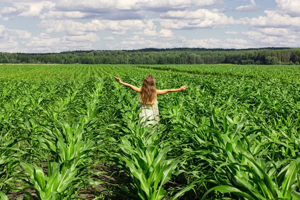 Yeşil Elbiseli Bir Kız Mısır Tarlasında Yürüyor Belarus Tarlalarında Güneşli Stok Fotoğraf