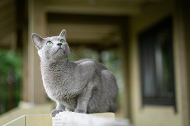 Bir Rus mavi kedisi terasta oturur ve kuş ve sinek avlar. Böcek sever. Gözlemci. Araştırmacı. Köyde yaz mevsimi. Belarus 'ta tatil. Karantinadan çık.