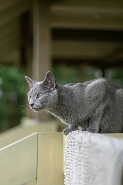 一只俄罗斯蓝猫坐在阳台上捕猎鸟儿和苍蝇 昆虫情人 观察员 研究员 夏天在村子里在白俄罗斯度假 离开检疫站 — 图库照片