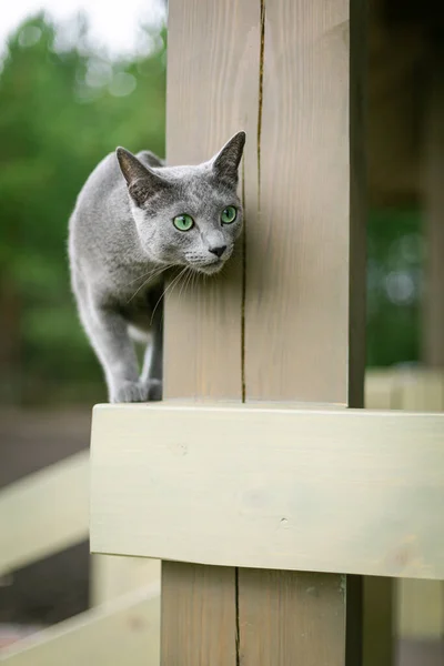 Een Russische Blauwe Kat Zit Het Terras Jaagt Vogels Vliegen — Stockfoto