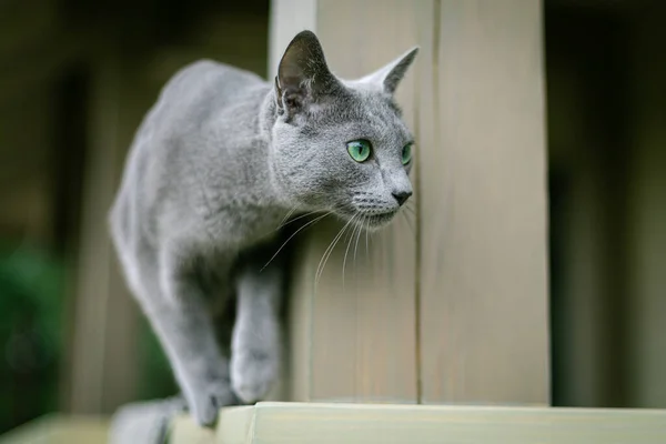 Eine Russische Blaukatze Sitzt Auf Der Terrasse Und Jagt Nach — Stockfoto