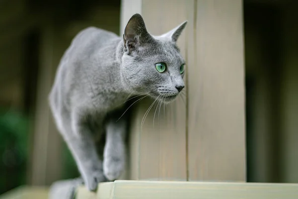 一只俄罗斯蓝猫坐在阳台上捕猎鸟儿和苍蝇 昆虫情人 观察员 研究员 夏天在村子里在白俄罗斯度假 离开检疫站 — 图库照片