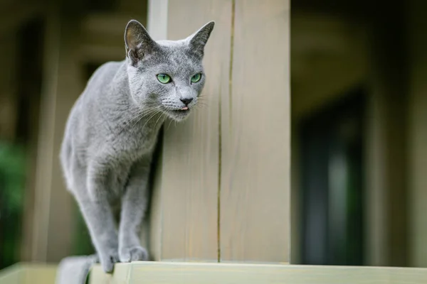 Eine Russische Blaukatze Sitzt Auf Der Terrasse Und Jagt Nach — Stockfoto