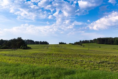 Tarlada güneşli bir yaz günü. Belarus 'ta arabayla seyahat etmek. Mavi berrak gökyüzünün arka planında beyaz kabarık bulutlar. Beyaz Rusya Köyü.