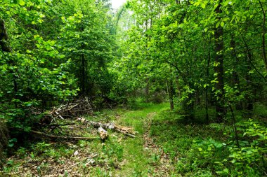 Yaz yürüyüşü ekolojik patika boyunca. Belarus 'un bataklık bölgesi. Ülkenin güneyi ve bataklıkları. Doğal koruma alanı..