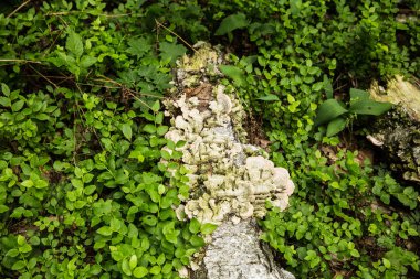 Birçok ağaçta huş ağacı mantarı Piptoporus betulinus. Mantar ölü ahşabı yok etmeye yardım ediyor. Görsel sanatlarda kullanılır. Orman manzaraları ve arka planlar. Beyaz Rusya 'nın ıslak bataklık ormanı.