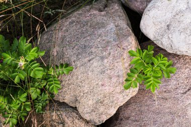 Etrafında bitkiler olan doğal taşlar. Çimenlerdeki taşların farklı boyutlarda ve renklerde olması. Taş zemin. Fotoğraf 3.