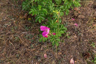 Doymuş doğal doku ve arka plan yeşil bitkiler ve pembe çiçeklerle. Yaz güneşli orman geçmişi. 
