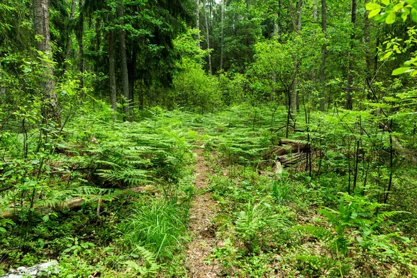 Summer walk along the ecological trail. The swampy territory of Belarus. South of the country and swamps. Natural protected nature reserves.