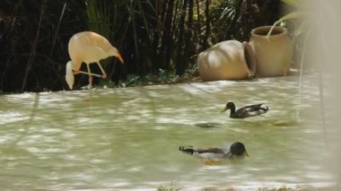 Flamingo ve ördekler hayvanat bahçesinde. Flamingo kendini yıkar, ördek kafasını suya daldırır..