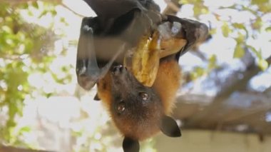Muz baş aşağı asılı yeme megabat yakın çekim çekim.