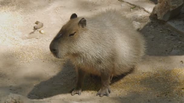 Porträtt av kapybara sitter på marken. — Stockvideo