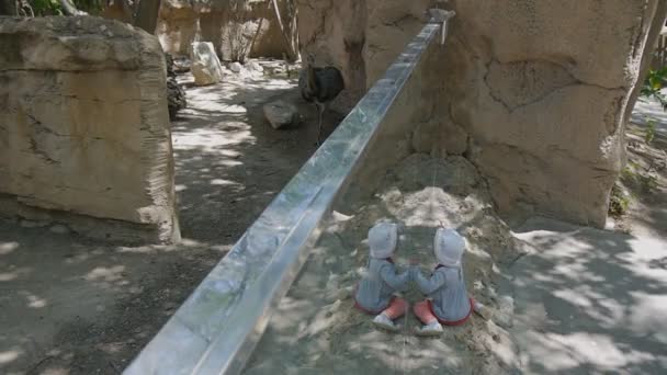 Niño visitando el zoológico. Niña caucásica en sombrero blanco sentada en el vidrio de seguridad apuntando al avestruz . — Vídeo de stock