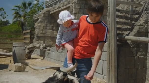 Família visitando o zoológico. Caucasiano adolescente menino com bebê menina em seus braços alimentando uma cabra com chifres . — Vídeo de Stock