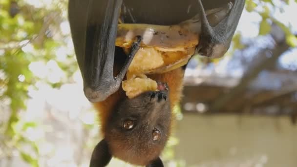 Close-up shot of fruit bat eating banana hanging upside down. — Stock Video