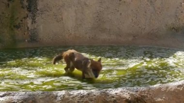 Asya yaban köpeği dhole Hayvanat Bahçesi yeşil su dışarı tırmanıyor.