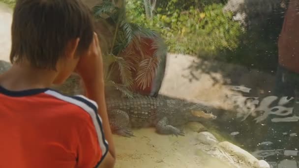 Niño visitando el zoológico. Caucásico adolescente chico en rojo camiseta mirando a través del cristal en cocodrilo acostado cerca del agua . — Vídeos de Stock
