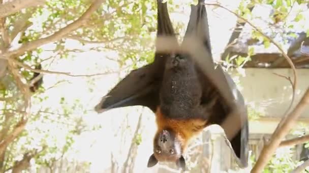 Megabat wisi głową w dół odsłaniając skrzydła i patrząc na kamery w zoo. — Wideo stockowe