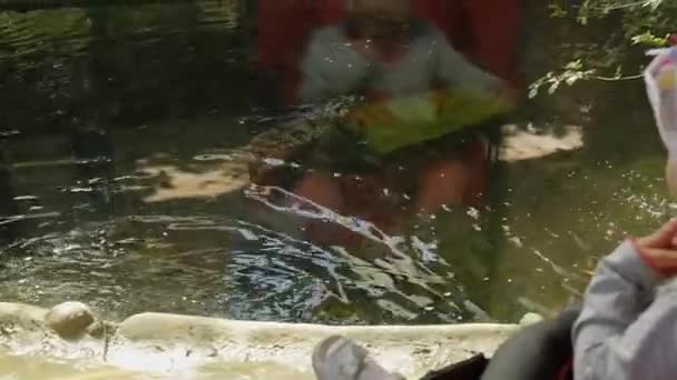 Criança visitando o zoológico. Bebê menina de chapéu branco sentado no carrinho olhando através do vidro em crocodilo nadando na piscina . — Vídeo de Stock