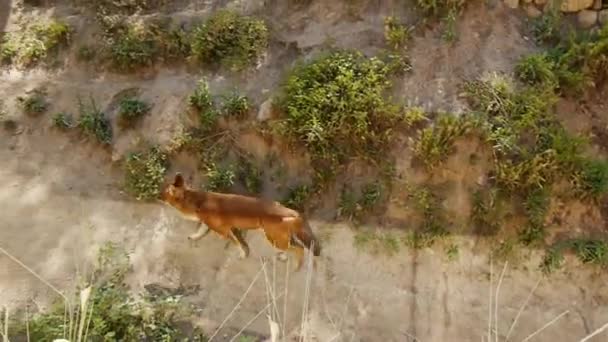 동물원에 승냥이 걷는 높은 앵글 샷. — 비디오