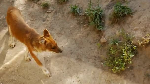 Yüksek açı çekim dhole hayvanat bahçesinde yürüyüş. Yakın çekim. — Stok video