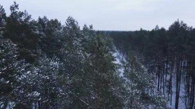 Drone yoğun bir kış ormanında dar bir patika boyunca ilerler. Karla kaplı çam ağaçları ve huş ağaçları yol boyunca uzanır, sakin bir manzara yaratır..