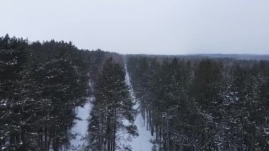 Drone yoğun bir kış ormanında dar bir patika boyunca ilerler. Karla kaplı çam ağaçları ve huş ağaçları yol boyunca uzanır, sakin bir manzara yaratır..