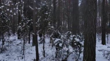 Drone yoğun bir kış ormanında dar bir patika boyunca ilerler. Karla kaplı çam ağaçları ve huş ağaçları yol boyunca uzanır, sakin bir manzara yaratır..