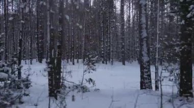 Drone yoğun bir kış ormanında dar bir patika boyunca ilerler. Karla kaplı çam ağaçları ve huş ağaçları yol boyunca uzanır, sakin bir manzara yaratır..