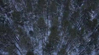 Drone yoğun bir kış ormanında dar bir patika boyunca ilerler. Karla kaplı çam ağaçları ve huş ağaçları yol boyunca uzanır, sakin bir manzara yaratır..