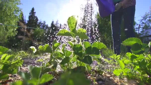 Meisje in het shirt drenken van een gieter met water bedden met kruiden — Stockvideo