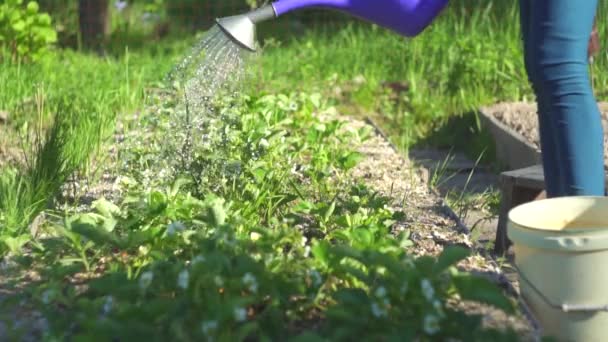 Innaffiare i letti con erbe fresche da un annaffiatoio in una giornata soleggiata, primo piano — Video Stock