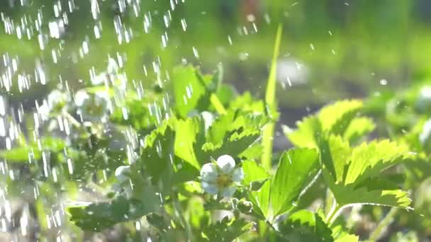 Regar as camas com ervas frescas de uma lata de rega em um dia ensolarado macro — Vídeo de Stock