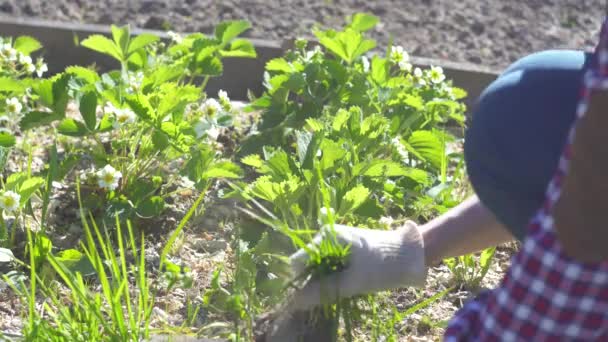 Rolnik ręce damskie w koszuli, praca w ogrodzie — Wideo stockowe