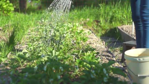 Bewässerung der Beete in Zeitlupe an einem sonnigen Tag, Nahaufnahme — Stockvideo