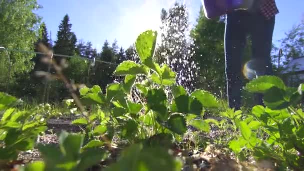 Girl in the shirt watering from a watering can with water beds with herbs slow mo — Stock Video