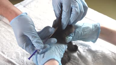 Veteriner hekim tıp hasta bir kedi yavrusu için vererek