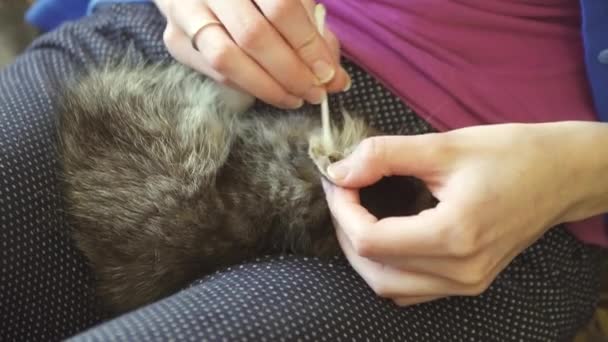 Reinigung der Ohren eines kleinen Kätzchens zu Hause — Stockvideo