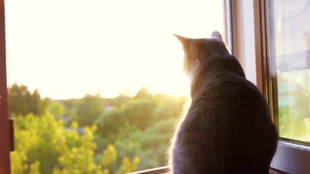 Castrated fat cat sitting on window at sunset — Stock Video