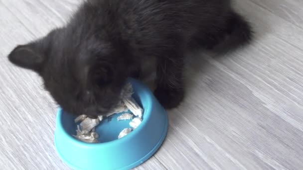 Leuk zwart katje eet het vlees uit de kom — Stockvideo