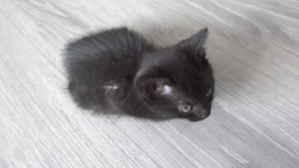 Симпатичный маленький чёрный котенок сидит на полу и зевает. — стоковое видео