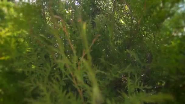 Cypress thuja in de close-up van de zon — Stockvideo