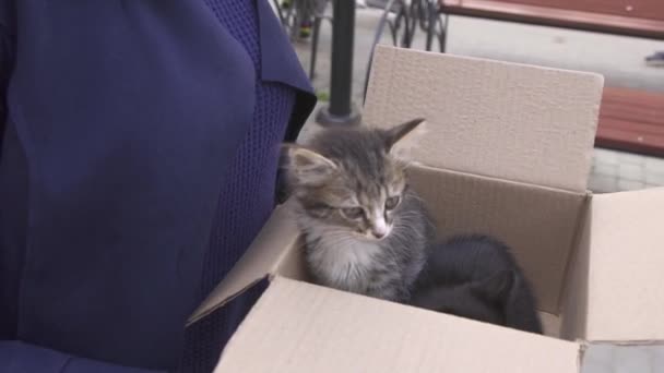 Twee straat katje in een doos in de handen van een meisje — Stockvideo