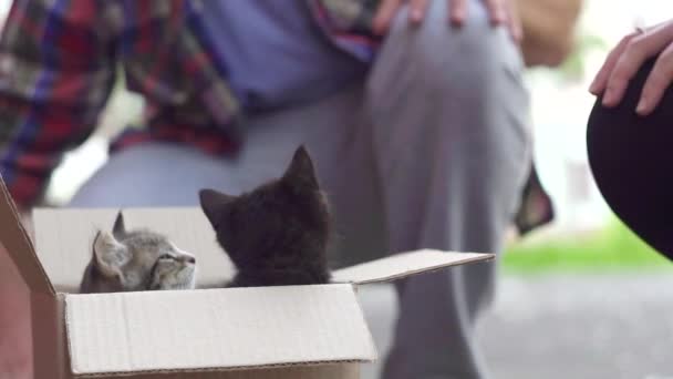 Mensen nemen uit de doos kittens op straat — Stockvideo