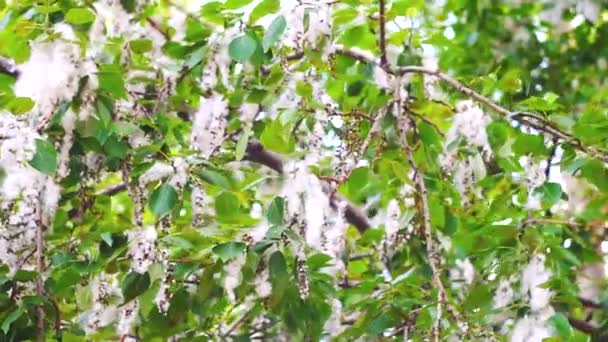 Álamo floreciente del árbol, pelusa voladora, primer plano — Vídeos de Stock